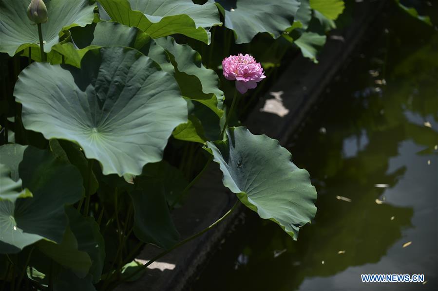 CHINA-HEBEI-XIANGHE-LOTUS FLOWERS (CN)