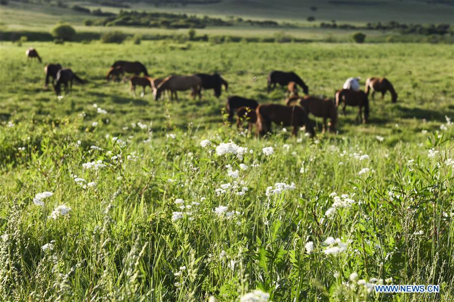 #CHINA-INNER MONGOLIA-GRASSLAND (CN)