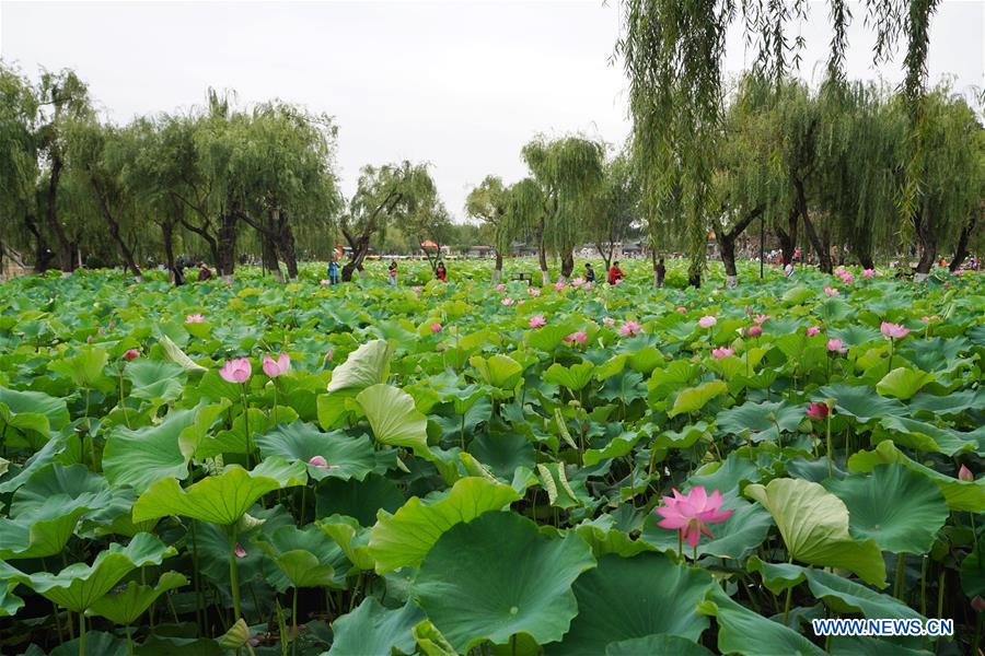 CHINA-YUNNAN-KUNMING-LOTUS FLOWERS (CN)