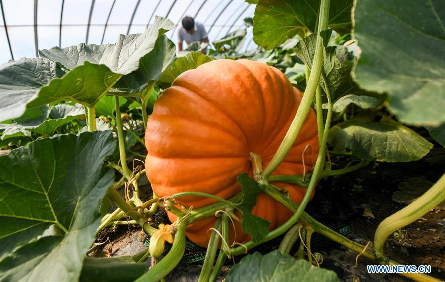 CHINA-JILIN-CHANGCHUN-GIANT PUMPKINS (CN)