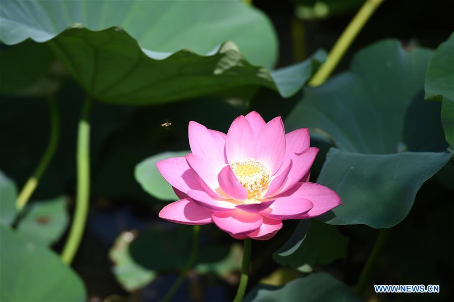 CHINA-INNER MONGOLIA-HOHHOT-LOTUS FLOWER (CN)