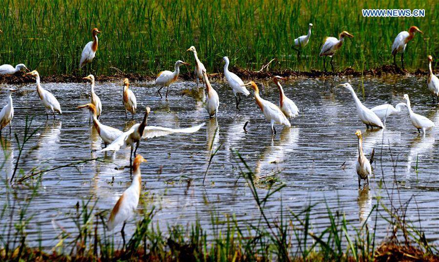 CHINA-FUJIAN-WUYISHAN-BIRD (CN)