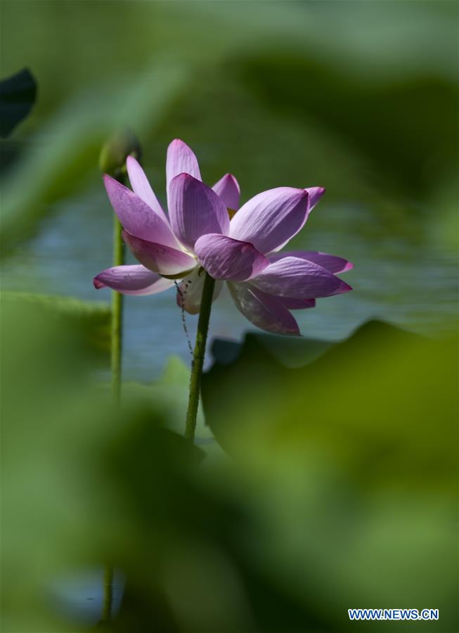 CHINA-YINCHUAN-LOTUS-BLOSSOM(CN)