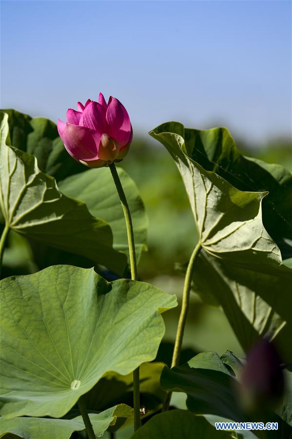 CHINA-YINCHUAN-LOTUS-BLOSSOM(CN)