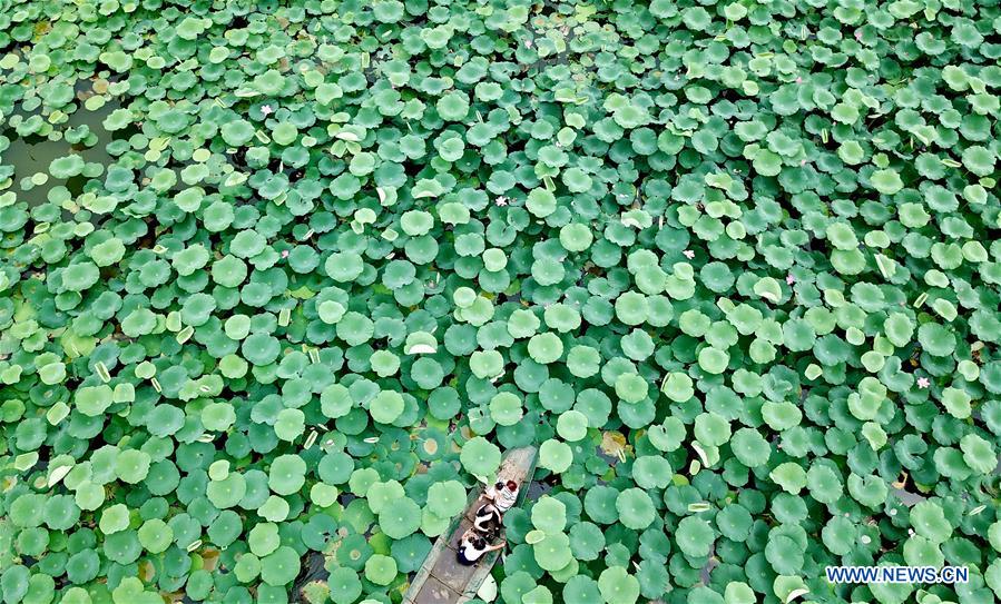 CHINA-HEBEI-LOTUS POND (CN)