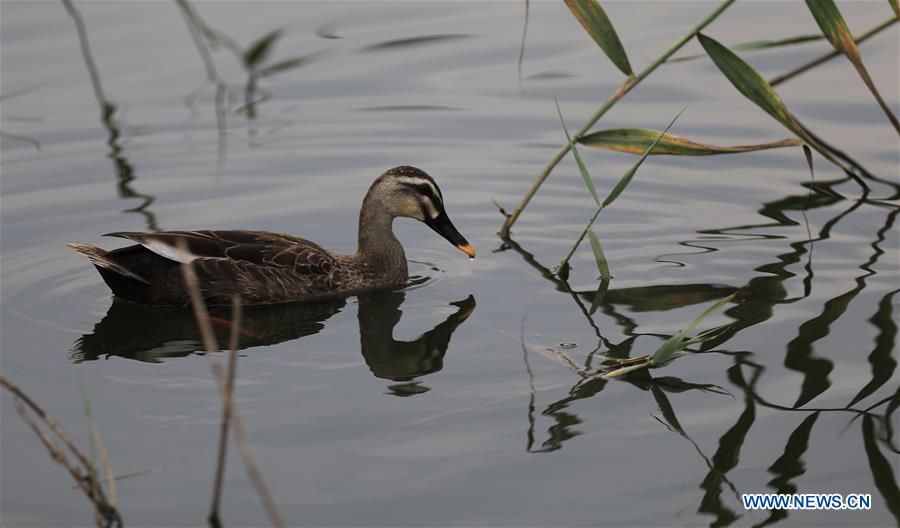 CHINA-DALIAN-WETLAND PARK-SCENERY (CN)