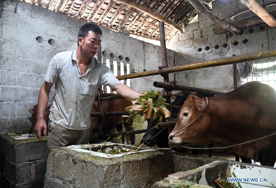 CHINA-GUANGXI-DU'AN-CATTLE RAISING (CN)