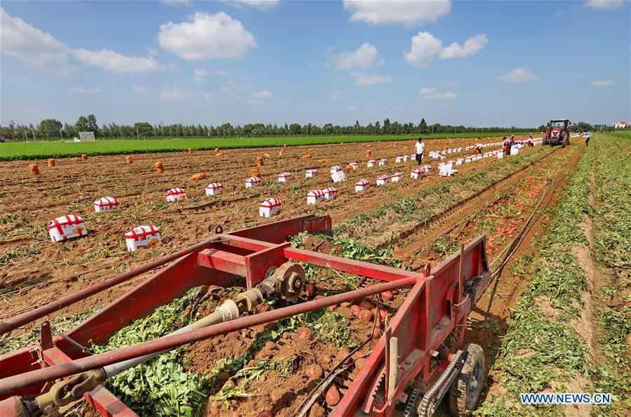 CHINA-HEBEI-ZHANGJIAKOU-HARVEST(CN)