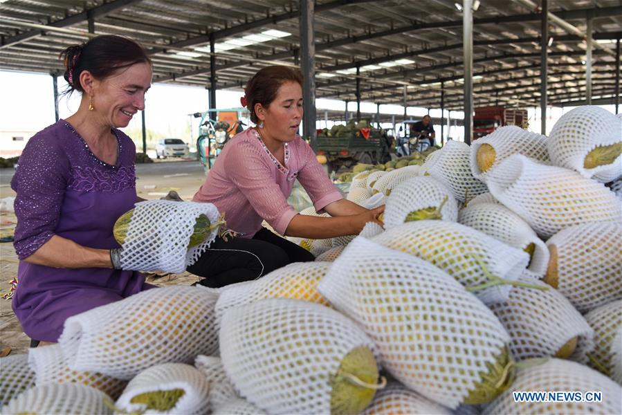 CHINA-XINJIANG-KASHGAR-CANTALOUPE (CN)