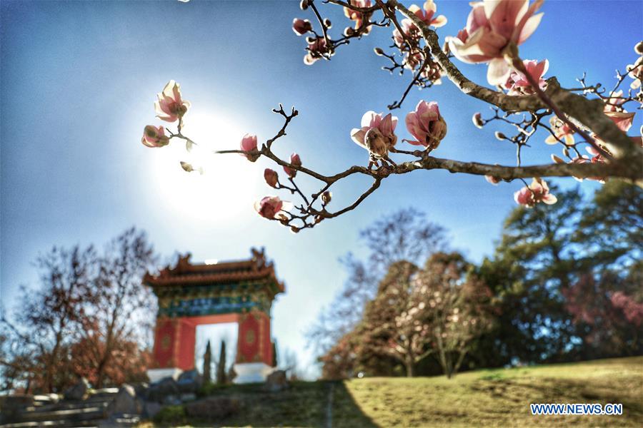 AUSTRALIA-CANBERRA-BEIJING GARDEN-SPRING