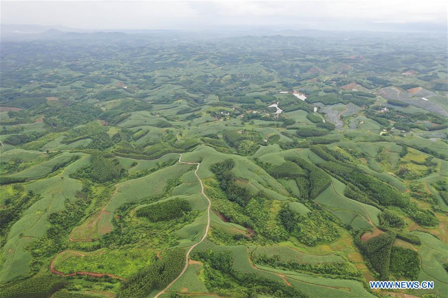 CHINA-GUANGXI-SHIWAN MOUNTAIN NATURE RESERVE-SCENERY(CN)