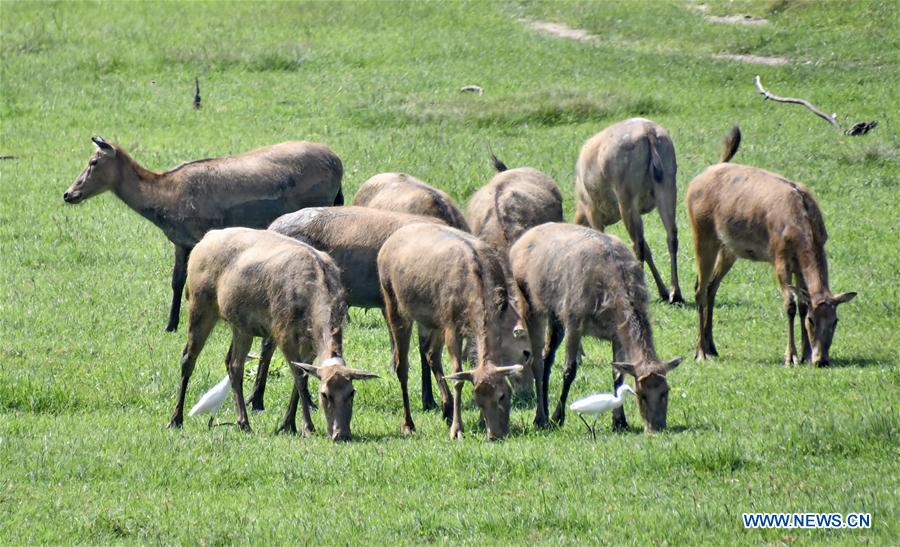 CHINA-BEIJING-MILU DEER-PROTECTION (CN)