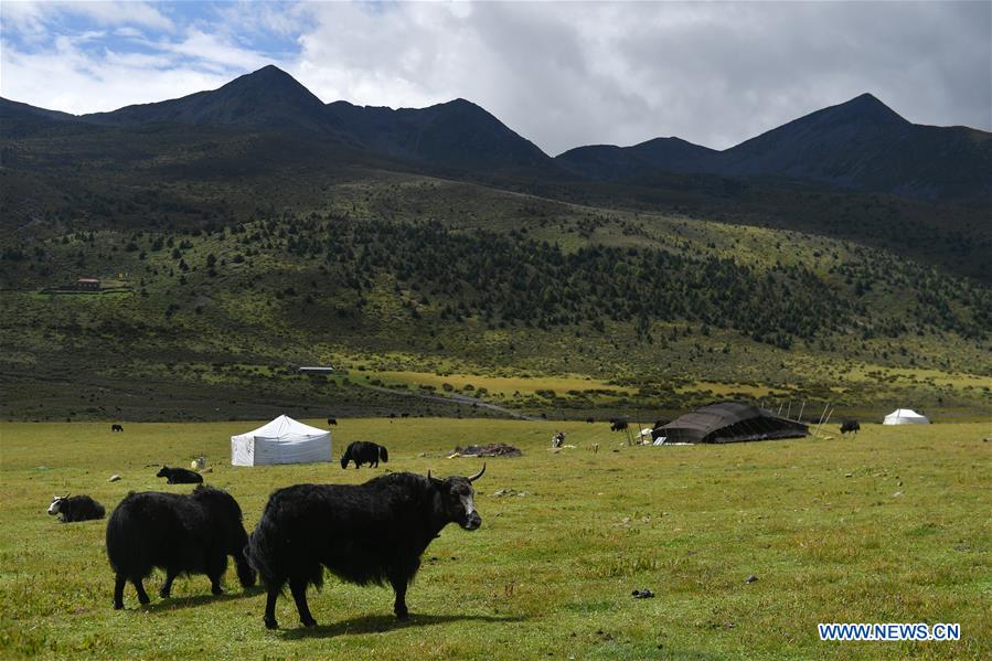 CHINA-SICHUAN-POVERTY ALLEVIATION-YAK MILK (CN)