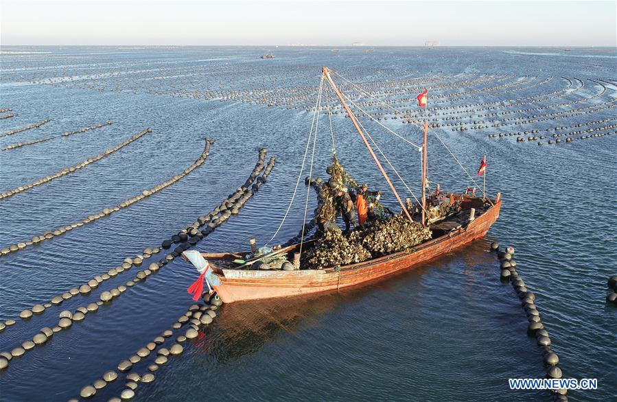 CHINA-LIAONING-DALIAN-OYSTER-HARVEST (CN)