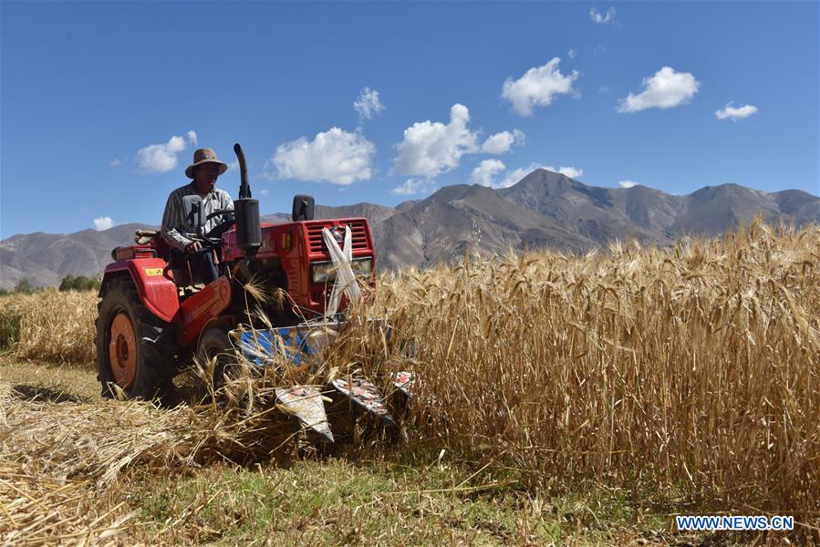 CHINA-TIBET-HIGHLAND BARLEY-HARVEST (CN)