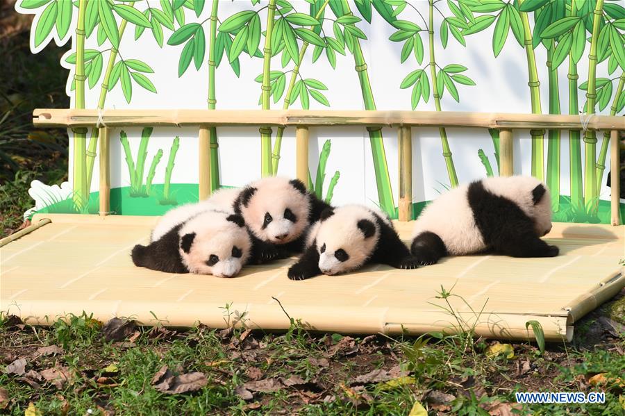 CHINA-CHONGQING-GIANT PANDA TWINS-NAMING CEREMONY (CN)