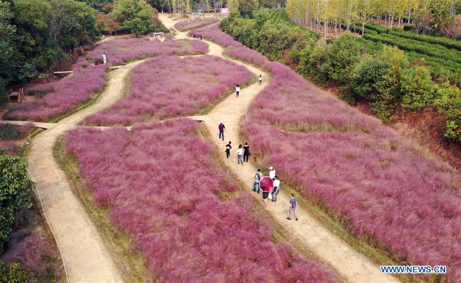 CHINA-JIANGXI-NANCHANG-PINK GRASS-TOURISM (CN)