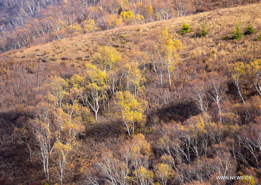 CHINA-INNER MONGOLIA-HOHHOT-AUTUMN SCENERY (CN)