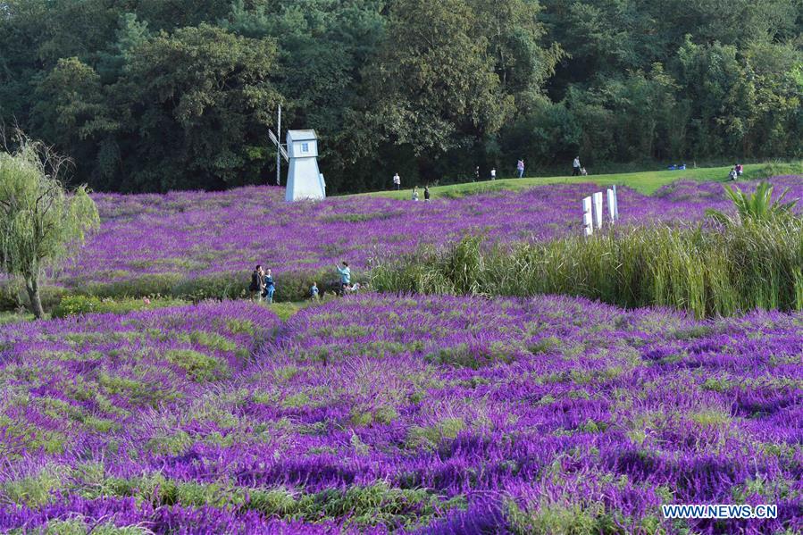 CHINA-YUNNAN-FLOWERS-TOURISM(CN)