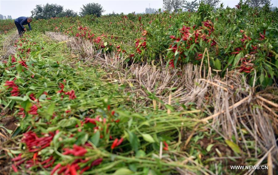 CHINA-HENAN-AGRICULTURE-CHILI PEPPER (CN)