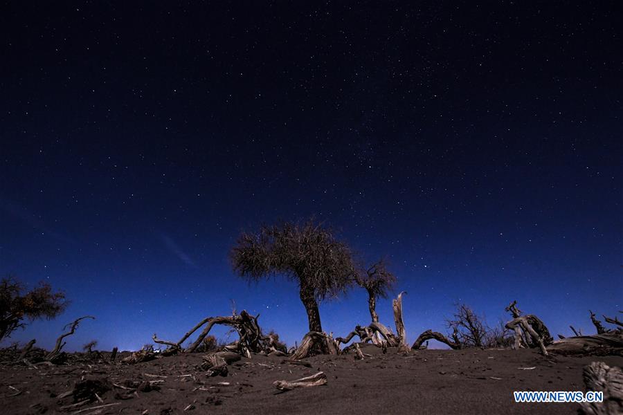 CHINA-INNER MONGOLIA-DESERT POPLAR TREES-SCENERY (CN)