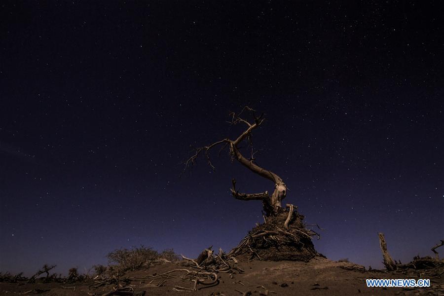 CHINA-INNER MONGOLIA-DESERT POPLAR TREES-SCENERY (CN)