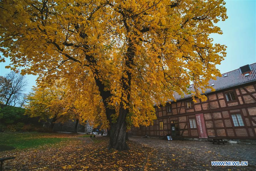 NORWAY-AUTUMN-SCENERY