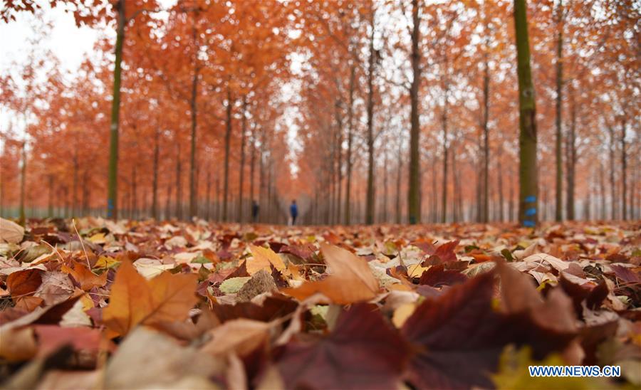 CHINA-SHANDONG-RIZHAO-MAPLE TREES (CN)