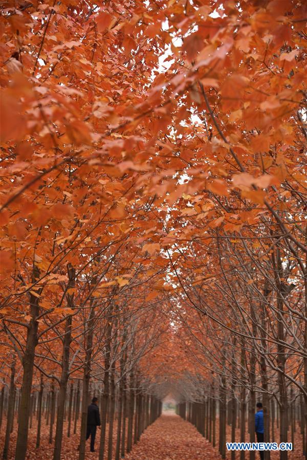 CHINA-SHANDONG-RIZHAO-MAPLE TREES (CN)