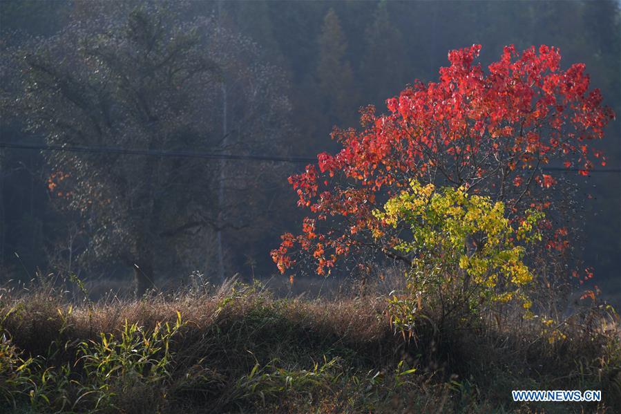 CHINA-ANHUI-HUANGSHAN-COUNTRYSIDE-SCENERY (CN)