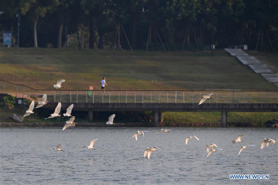 CHINA-FUJIAN-ZHANGZHOU-ENVIRONMENT-EGRETS (CN)