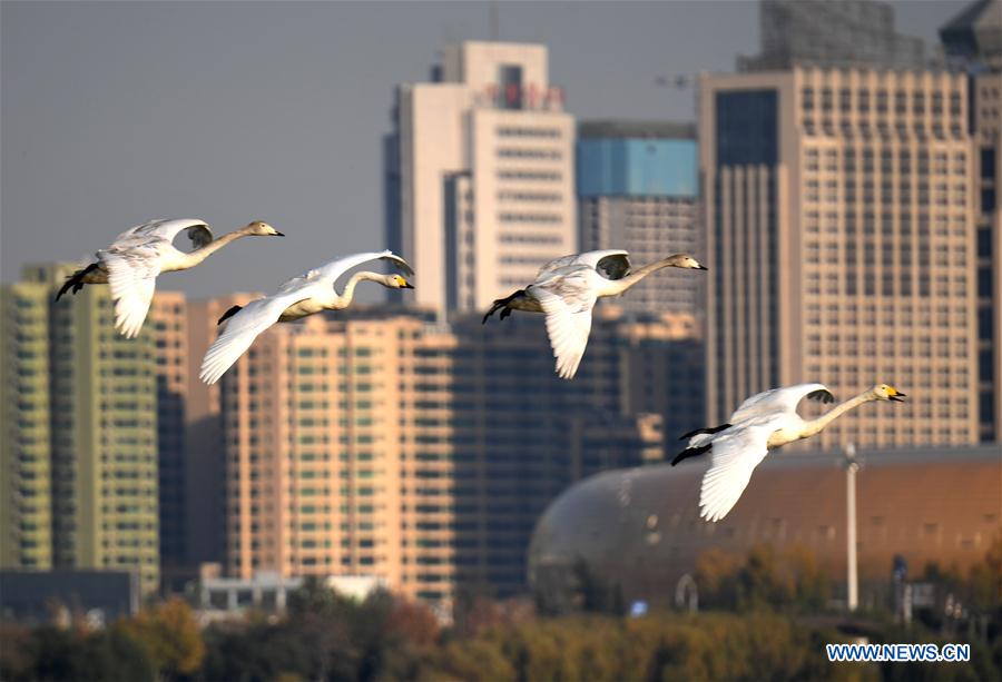 CHINA-HENAN-SANMENXIA-WHITE SWANS (CN)