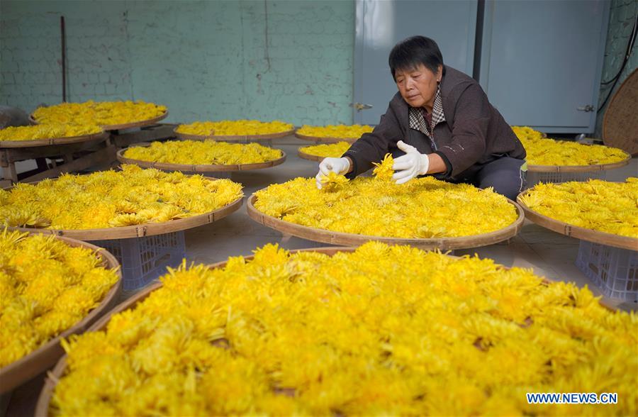 CHINA-HEBEI-XINGTAI-CHRYSANTHEMUM-INDUSTRY (CN)