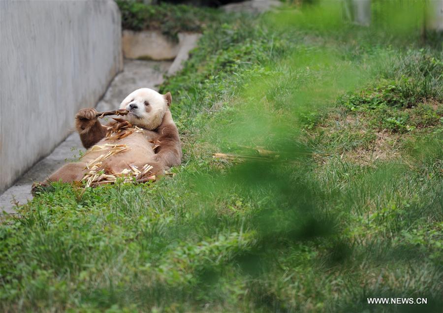 CHINA-SHAANXI-CAPTIVE BROWN GIANT PANDA-ADOPTION (CN)