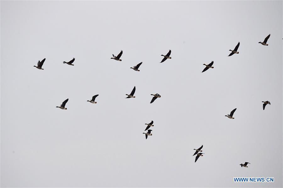 CHINA-HENAN-YELLOW RIVER-WETLAND-MIGRANT BIRD (CN)