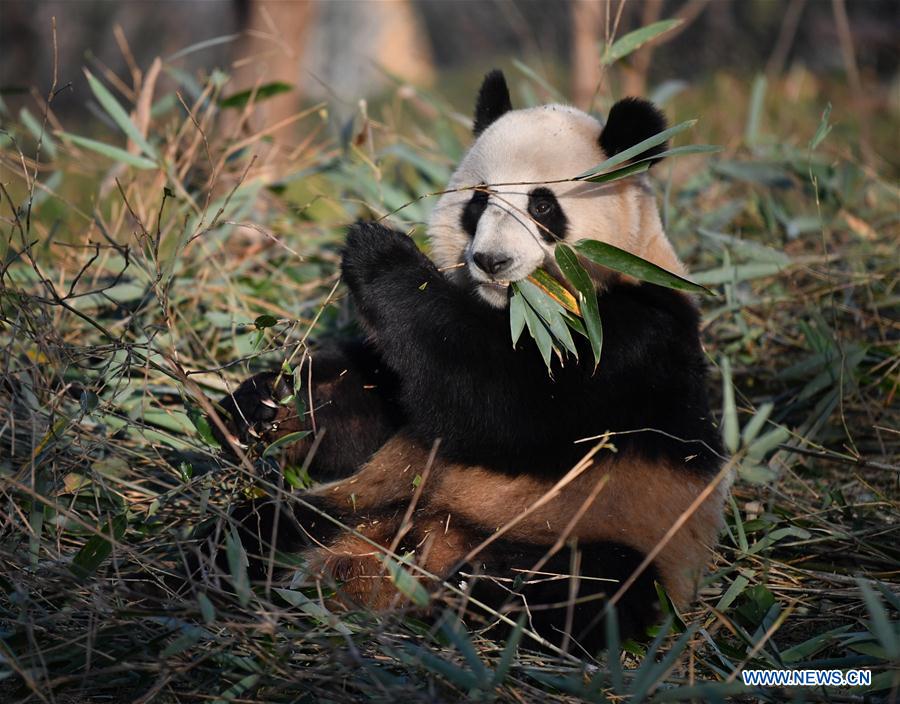 CHINA-XI'AN-QINLING-GIANT PANDA (CN)