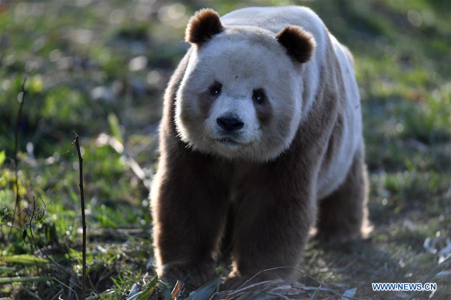 CHINA-SHAANXI-XI'AN-CAPTIVE BROWN AND WHITE GIANT PANDA