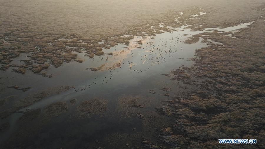 CHINA-ANHUI-SHENGJIN LAKE-MIGRANT BIRDS (CN)