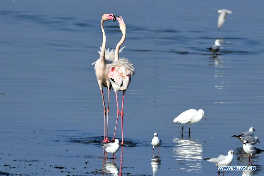 KUWAIT-KUWAIT CITY-BIRDS