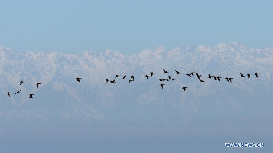 CHINA-XINJIANG-QAPQAL-MIGRANT BIRD (CN)