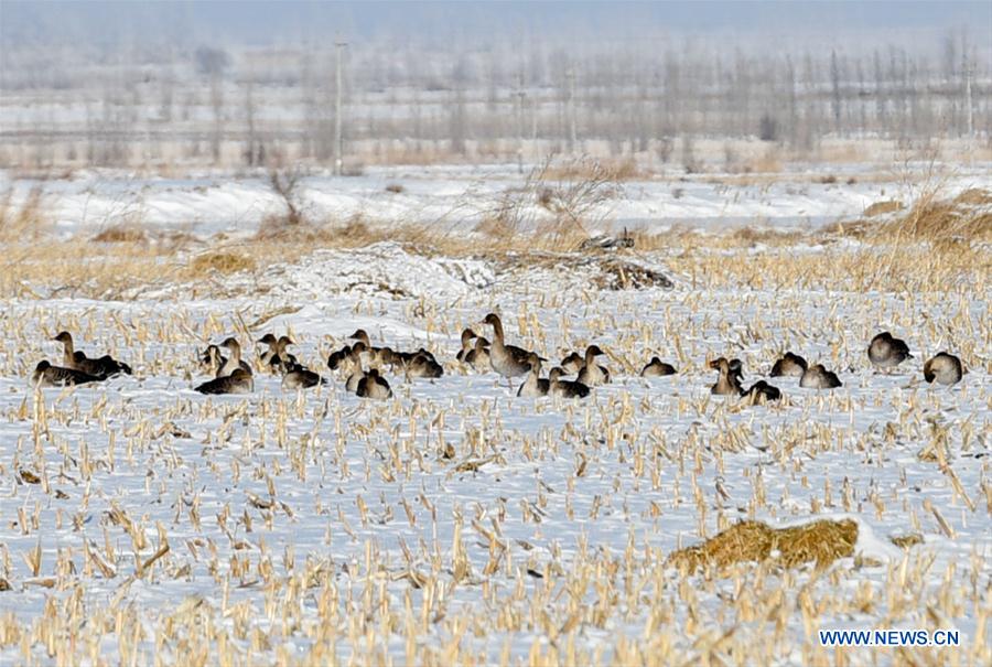 CHINA-XINJIANG-QAPQAL-MIGRANT BIRD (CN)