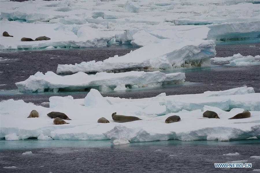 (EyesonSci)CHINA-XUELONG 2-ANTARCTIC EXPEDITION-SOUTHERN OCEAN-ANIMALS