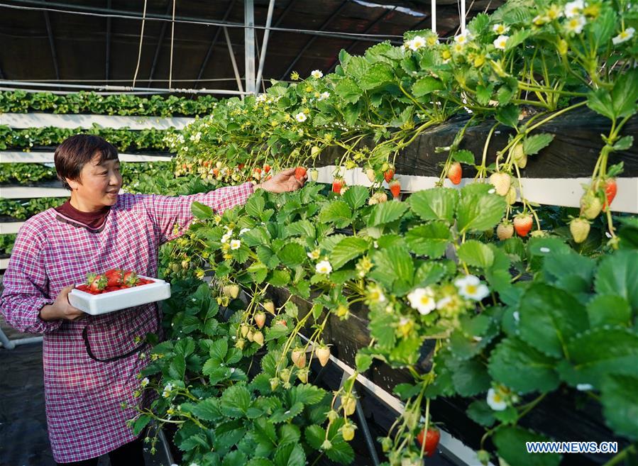 CHINA-HEBEI-CHANGLI-WINTER STRAWBERRY (CN)