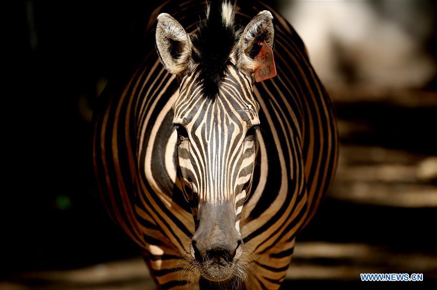 MYANMAR-YANGON-ZOO ANIMALS