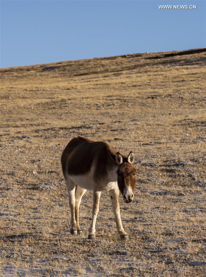 CHINA-TIBET-NAGQU-WILD ANIMALS (CN)