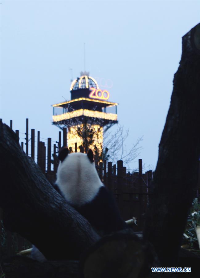 DENMARK-COPENHAGEN-CHINA-GIANT PANDAS