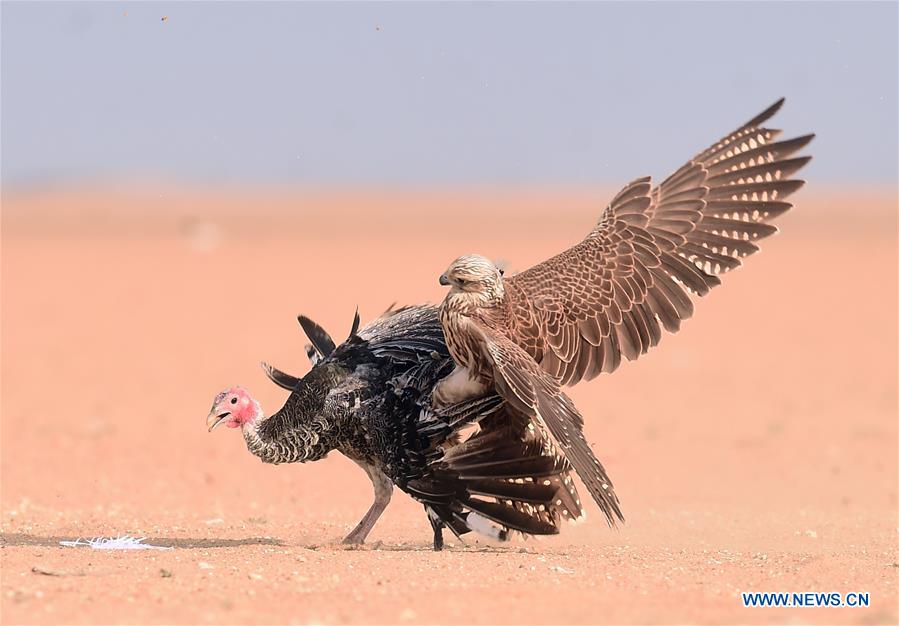 KUWAIT-JAHRA GOVERNORATE-FALCONS-HUNTING-SHOW