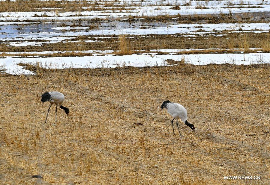 CHINA-LHASA-ECOLOGICAL PROTECTION-CRANES (CN)