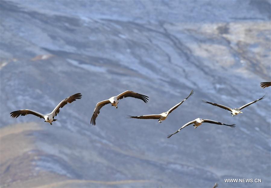 CHINA-LHASA-ECOLOGICAL PROTECTION-CRANES (CN)