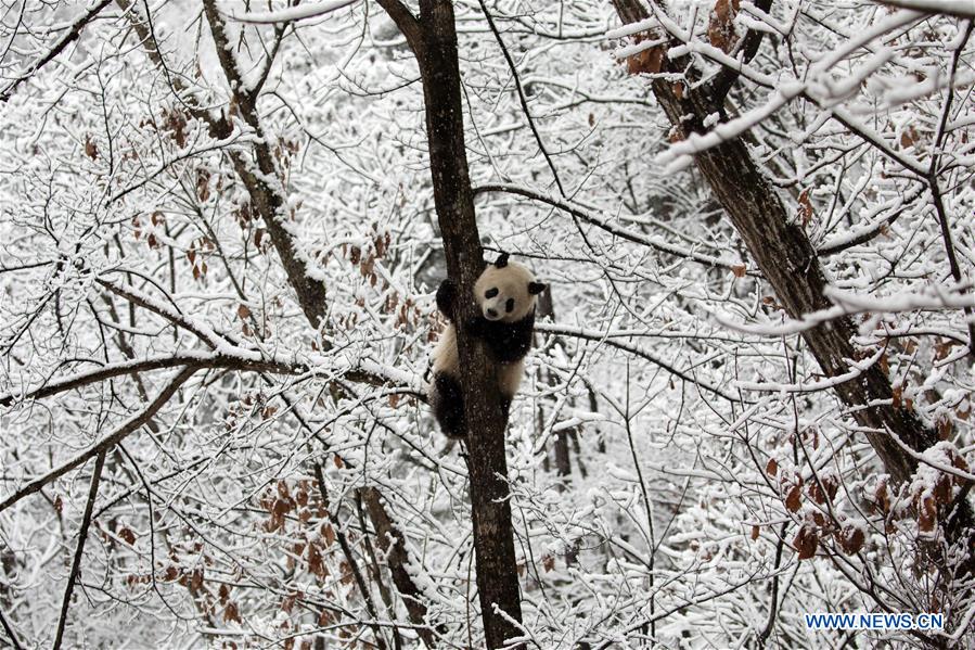 #CHINA-SHAANXI-HANZHONG-SNOW-PANDA (CN)